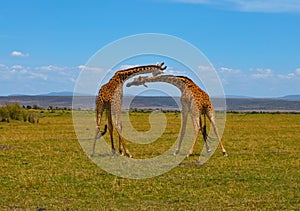 Two male giraffes necking and fighting for dominance over a herd