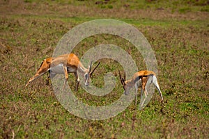 two male Grant\'s gazelle dueling on a green meadow