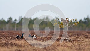 Two male grouse are fighting for females. Two female grouse sit in a small tree.