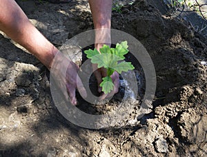 Two male hands and oak seedling