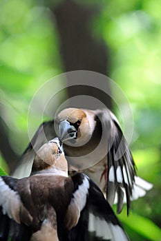 Two male hawfinches battle in flight