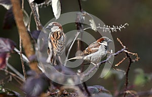 Two male House Sparrows focus stack birding photography