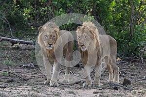 Two male lion brothers stands together in the Greater Kruger National Park