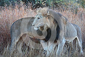 A two male lion coalition circling each other