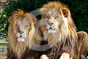 Two male Lions photo