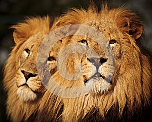 Two Male Lions photo