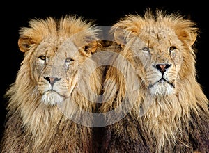 Due maschio leoni 