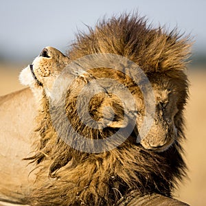 Two male lions with big manes greetings each other in Masai Mara Kenya