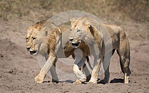 Two male Lions, Botswana