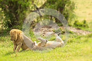 Two male lions hunting down an old buffalo male in Masai Mara national park in Kenya