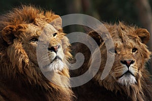 Two male lions on the lookout