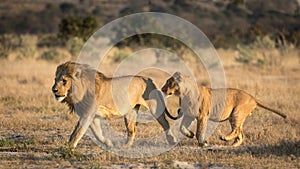 Two Male Lions running, Savuti, Botswana