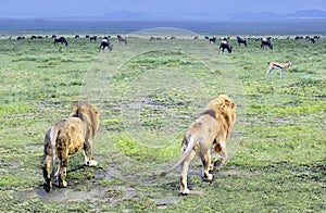 Two male lions walking off into the Serengeti in Tanzania, Africa