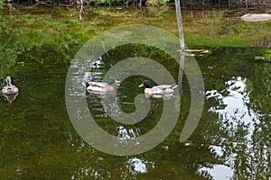 Two Male Mallard Ducks and Female Mallard Duck floating on a pond at summer time.