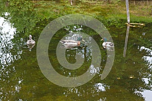 Two Male Mallard Ducks and Female Mallard Duck floating on a pond at summer time.