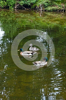 Two Male Mallard Ducks and Female Mallard Duck floating on a pond at summer time