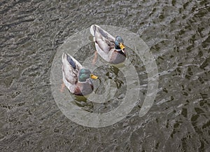 Two Male Mallard ducks in the lake