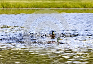 Two Male Mallard Ducks Making Waves