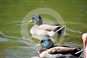 Two Male Mallard Ducks at pond