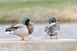 Two male mallard ducks sit on a concrete slab in the pond in the sun and relax and take a rest.