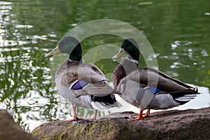 Two male Mallard ducks turn their heads to one side