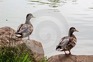 Two male Mallard ducks turn their heads to one side