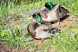 Two male mallards