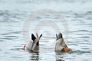 Two male mallards feeding on a river in springtime