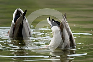 Two male mallards feeding on a river in springtime