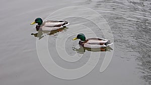 Two male mallards swimming in gray water.