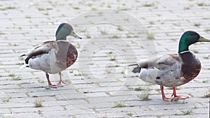 Two male mallards are walking in the park. Duck in the city.