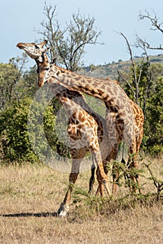 Two male Masai giraffes necking near bushes