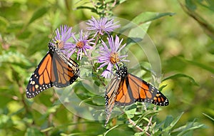 Two male monarchs feeding at close quarters