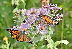 Two male monarchs on New England asters in flower