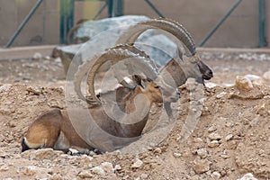 Two Male Nubian Ibexes at the Al Ain Zoo relaxing in the desert sand with impressive horns capra nubiana