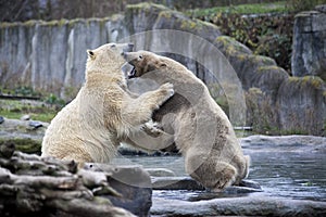 Two male polar bears fight and bite. Polar bears close up . Alaska, polar bear. Big white bears in the spring in the forest . Pola