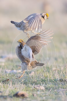 Two male prairie chickens fighting