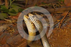 Two male rat snakes, Ptyas mucosa in a combat photo