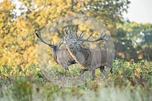 Two male red deer belling during autumn season in Richmond park