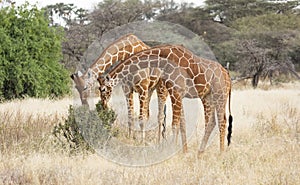 Two male reticulated giraffes, Giraffa camelopardalis reticulata, eating leaves from shrub in savannah landscape