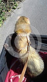 Two male sable ferrets on an outing in their pram