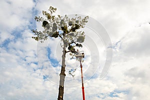 Two male service workers cutting down big tree branches with chainsaw from high chair lift platform