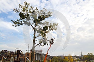 Two male service workers cutting down big tree branches with chainsaw from high chair lift platform