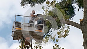 Two male service workers cutting down big tree branches with chainsaw from high chair lift platform.