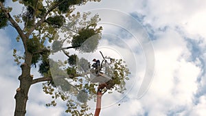 Two male service workers cutting down big tree branches with chainsaw from high chair lift platform