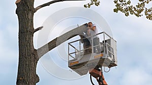 Two male service workers cutting down big tree branches with chainsaw from high chair lift platform