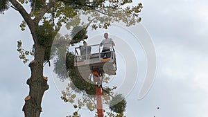 Two male service workers cutting down big tree branches with chainsaw from high chair lift platform