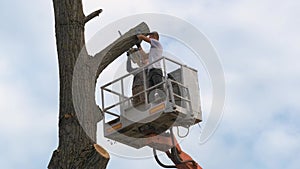 Two male service workers cutting down big tree branches with chainsaw from high chair lift platform