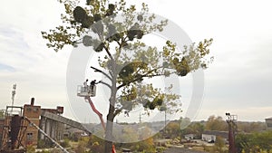 Two male service workers cutting down big tree branches with chainsaw from high chair lift platform