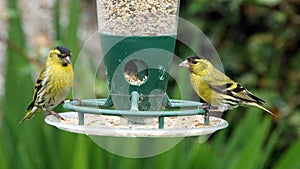 Two male siskins on a bird feeder